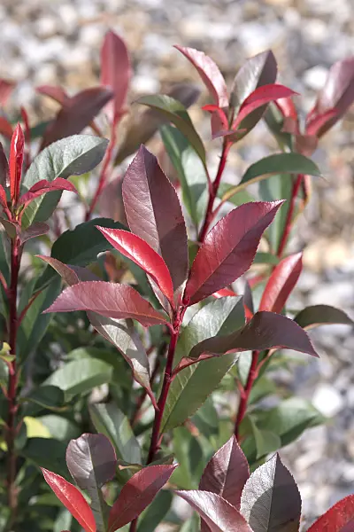638176 - Fraser's photinia (Photinia x fraseri 'Carré Rouge')