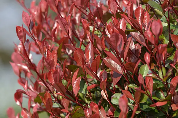535310 - Fraser's photinia (Photinia x fraseri 'Little Red Robin')