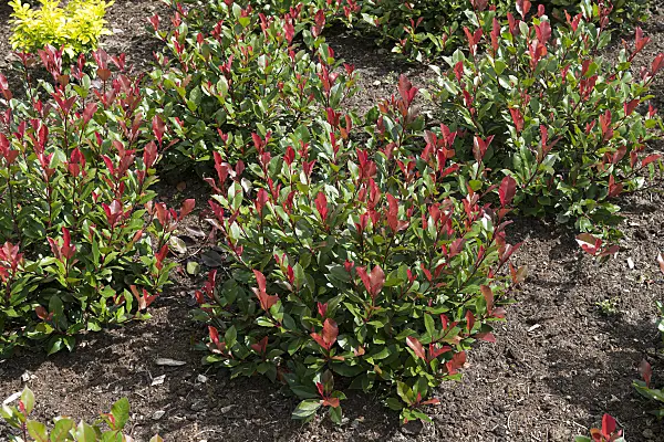 651427 - Fraser's photinia (Photinia x fraseri 'Little Red Robin')