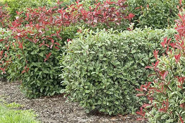 638177 - Fraser's photinia (Photinia x fraseri 'Louise')