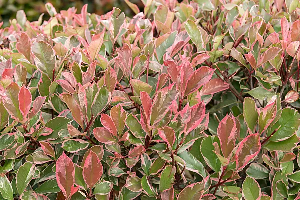 675278 - Fraser's photinia (Photinia x fraseri 'Louise')