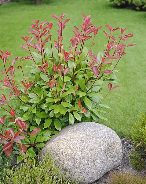 490105 - Fraser's photinia (Photinia x fraseri 'Red Robin')