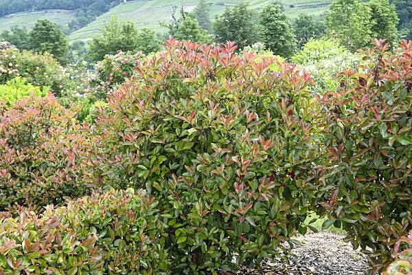616282 - Fraser's photinia (Photinia x fraseri 'Red Robin')