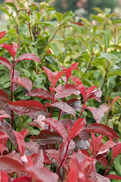 625299 - Fraser's photinia (Photinia x fraseri 'Red Select')