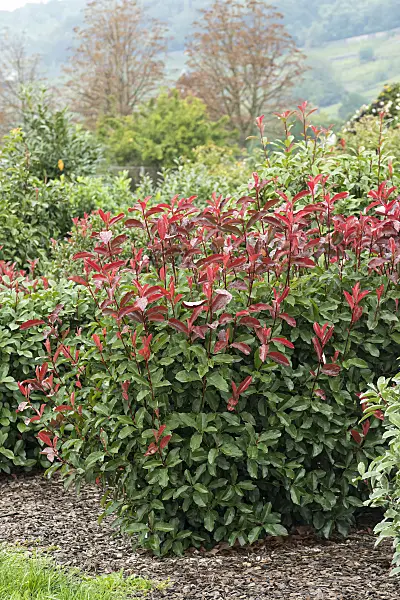 625301 - Fraser's photinia (Photinia x fraseri 'Red Select')