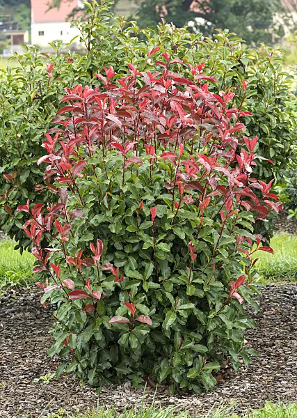 625302 - Fraser's photinia (Photinia x fraseri 'Red Select')