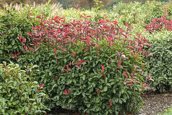 625303 - Fraser's photinia (Photinia x fraseri 'Red Select')