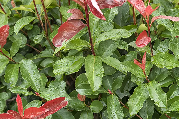 625304 - Fraser's photinia (Photinia x fraseri 'Red Select')