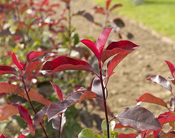 625305 - Fraser's photinia (Photinia x fraseri 'Red Select')