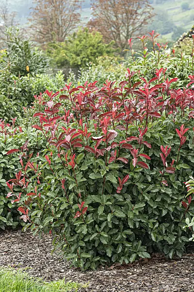 651428 - Fraser's photinia (Photinia x fraseri 'Red Select')