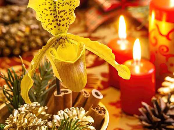 444111 - Frauenschuh (Paphiopedilum)