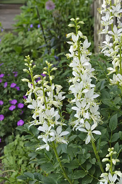 472256 - Fraxinelle (Dictamnus albus)