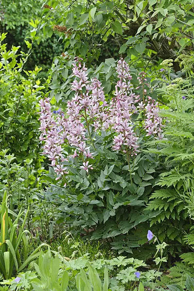 472258 - Fraxinelle (Dictamnus albus)