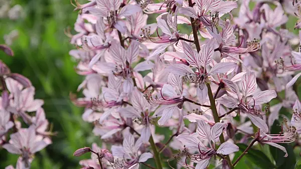 496246 - Fraxinelle (Dictamnus albus)