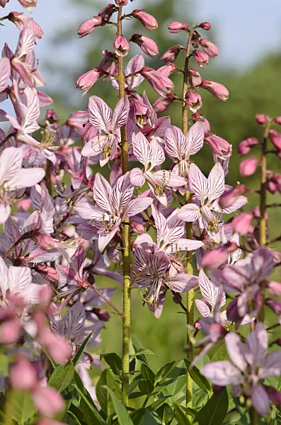 521004 - Fraxinelle (Dictamnus albus)