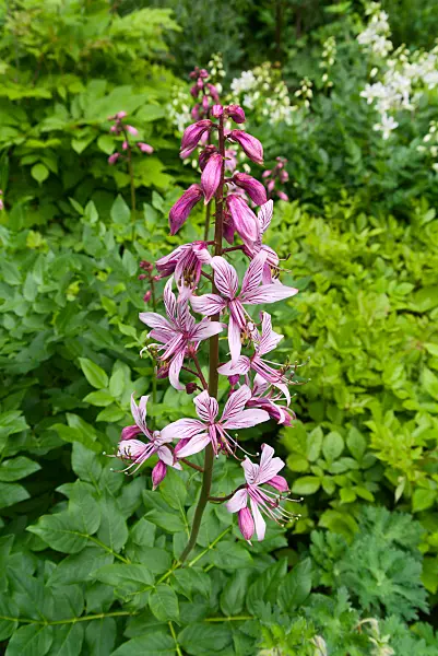 672081 - Fraxinelle (Dictamnus albus)