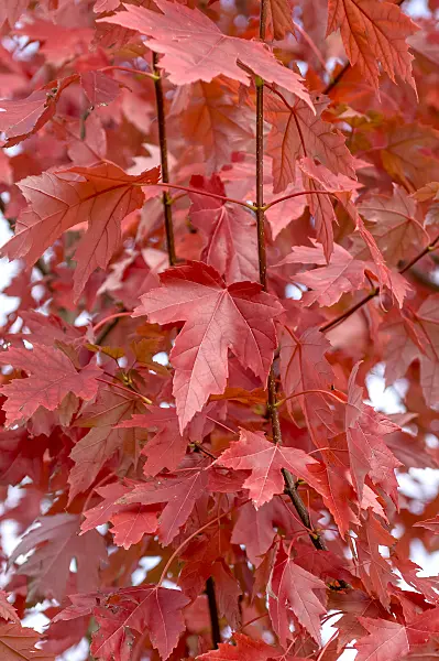 593024 - Freemann's maple (Acer x freemanii 'Autumn Blaze')