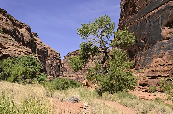 508315 - Fremont cottonwood (Populus fremontii), Hunters Canyon, Utah, USA