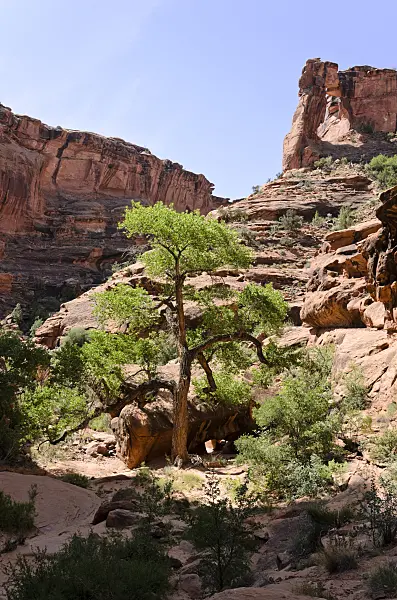 508319 - Fremont cottonwood (Populus fremontii), Hunters Canyon, Utah, USA