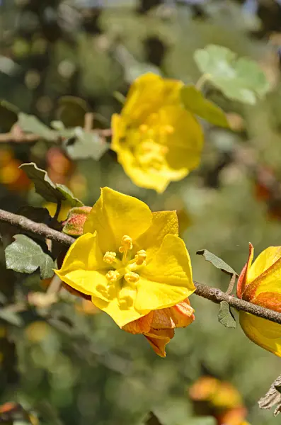 508503 - Fremontia (Fremontodendron California Glory)