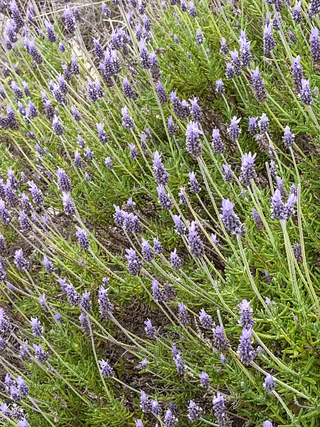 424066 - French lavender (Lavandula dentata)