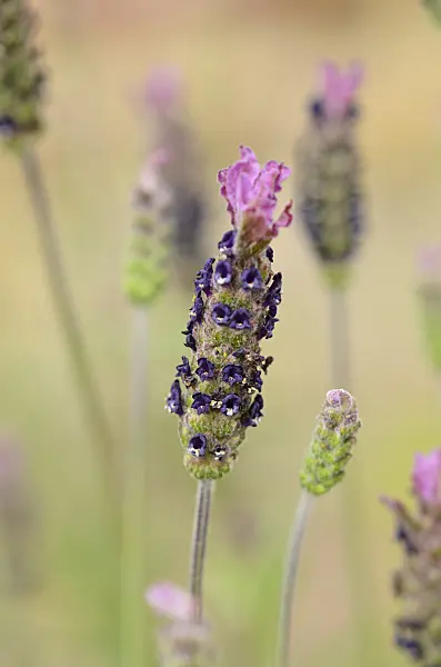 533261 - French lavender (Lavandula pedunculata subsp. sampaiana)