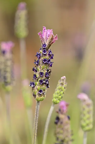 533262 - French lavender (Lavandula pedunculata subsp. sampaiana)
