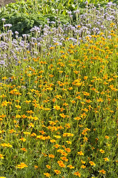 476234 - French marigolds (Tagetes patula 'Single Gold') as green manure in a vegetable garden