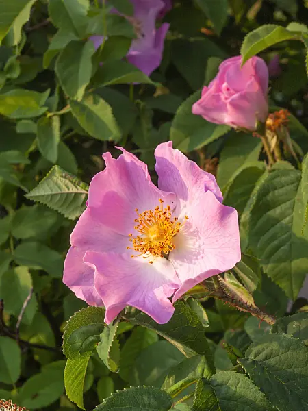 402036 - French rose (Rosa gallica)