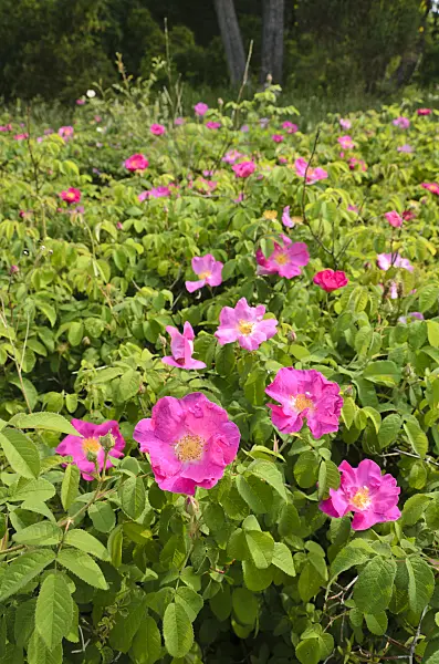 508526 - French rose (Rosa gallica)