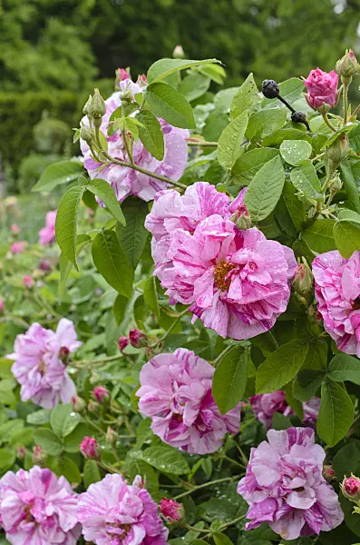 508565 - French rose (Rosa gallica 'Rosa Mundi')