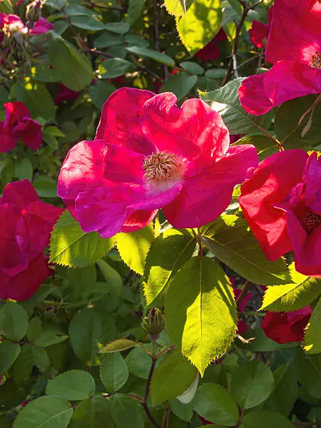 401290 - French rose (Rosa gallica 'Scharlachglut')