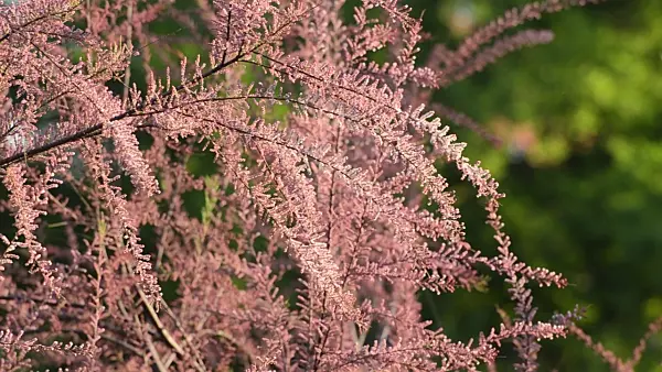 496053 - French tamarisk (Tamarix gallica)