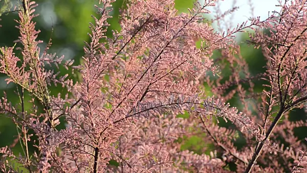 496054 - French tamarisk (Tamarix gallica)