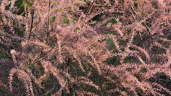 496055 - French tamarisk (Tamarix gallica)
