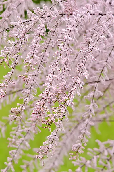 533011 - French tamarisk (Tamarix gallica)