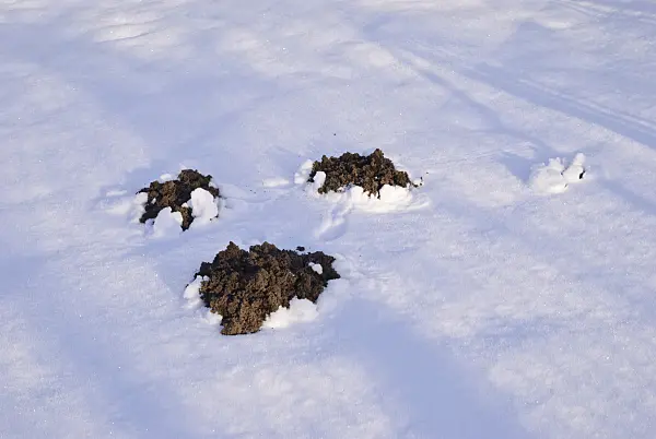 518069 - Fresh molehills in the snow with long shadows in the morning light