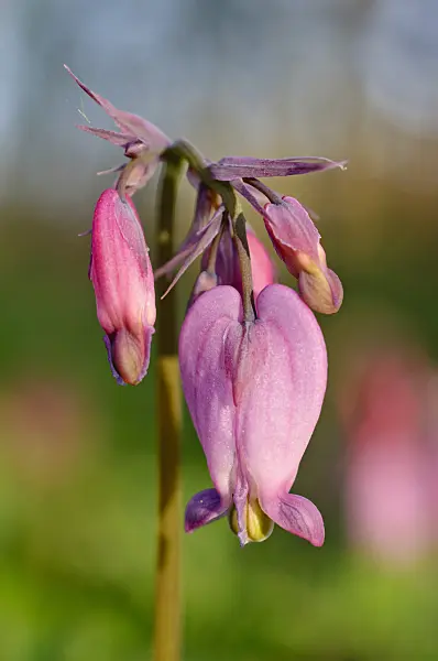 471118 - Fringed bleeding heart (Dicentra eximia)