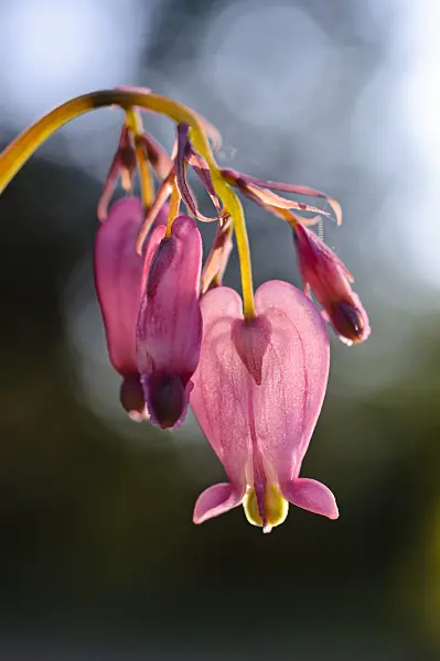 471119 - Fringed bleeding heart (Dicentra eximia)