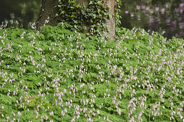 520445 - Fringed bleeding heart (Dicentra eximia)
