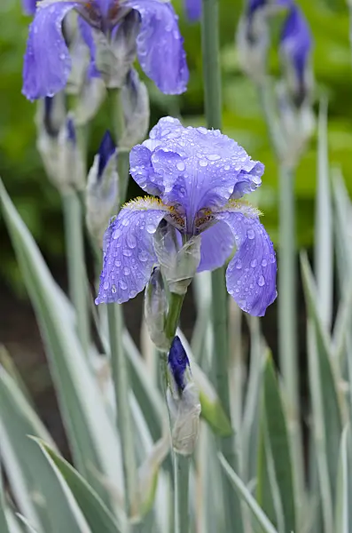 520356 - Fringed iris (Iris japonica 'Variegata')