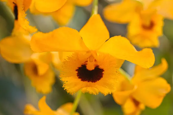 481047 - Fringed-lipped dendrobium (Dendrobium fimbriatum)