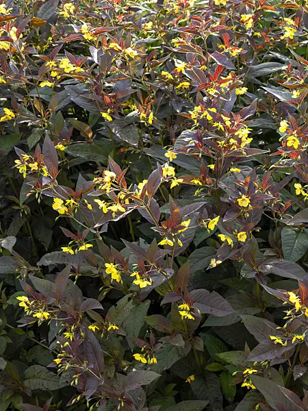 449039 - Fringed loosestrife (Lysimachia ciliata 'Firecracker')