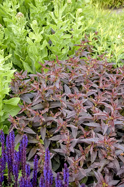 593126 - Fringed loosestrife (Lysimachia ciliata 'Firecracker')