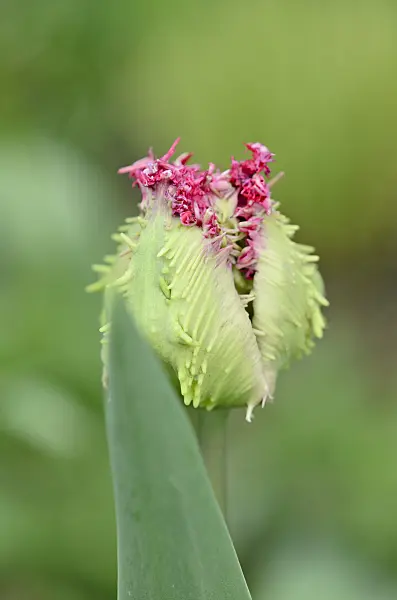 531065 - Fringed tulip (Tulipa Barbados)