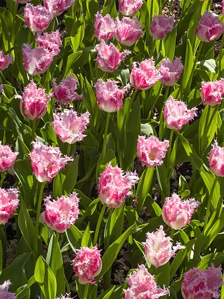 401022 - Fringed tulip (Tulipa Huis Ten Bosch)