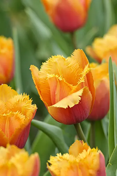 471312 - Fringed tulip (Tulipa Lambada)
