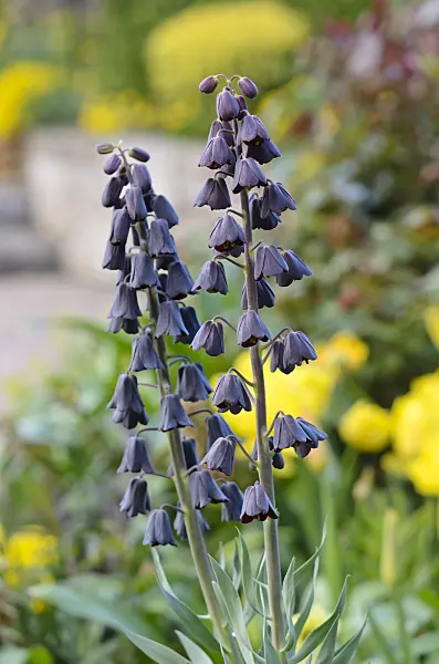 531114 - Fritillaire de Perse (Fritillaria persica)