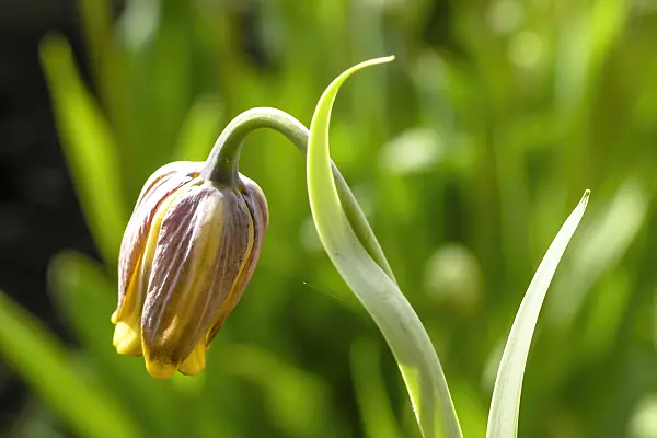 424151 - Fritillary (Fritillaria michailovskyi)