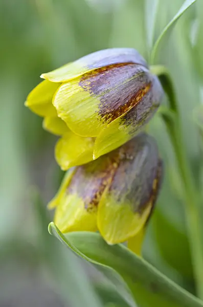 495156 - Fritillary (Fritillaria michailovskyi)
